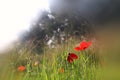 Abstract and dreamy photo with low angle of red poppies against sky with light burst. vintage filtered and toned Royalty Free Stock Photo