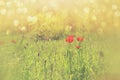 Abstract and dreamy photo with low angle of red poppies against sky with light burst. vintage filtered and toned