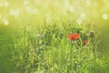 Abstract and dreamy photo with low angle of red poppies against sky with light burst. vintage filtered and toned