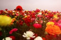 Abstract and dreamy photo with low angle of spring flowers against sky with light burst. vintage filtered and toned Royalty Free Stock Photo