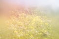 Abstract dreamy photo of spring meadow with wildflowers. vintage filtered image. selective focus Royalty Free Stock Photo