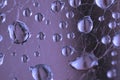 Abstract drops of dew in the spider web closeup Royalty Free Stock Photo