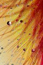 Abstract drops and feather Royalty Free Stock Photo