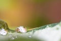 abstract of drops water on the leaves,beautiful light background Royalty Free Stock Photo