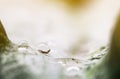 abstract of drops water on the leaves,beautiful light background Royalty Free Stock Photo