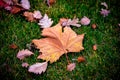 Abstract dry autumn leafage