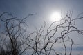 Abstract dry branches of grass or shrubs in autumn or spring on a background of blue colored clouds backlit sun Royalty Free Stock Photo