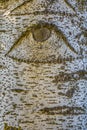 The pattern on the birch bark looking like an eye Royalty Free Stock Photo