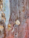 Abstract Eucalyptus Tree Bark Textured Pattern