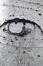 Abstract eye in bark Royalty Free Stock Photo