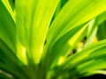 Abstract of The Fan Iris Leaves Royalty Free Stock Photo