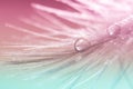 Abstract feather bird with water drops on a multi-colored background. Beautiful macro, art work.