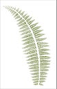 Abstract fern leaf. Interior vertical art. Illustration in linear style.