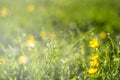 Abstract field with yellow wild flowers bokeh in wet green grass with dew lawn backround Royalty Free Stock Photo