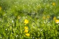 Abstract field with yellow wild flowers bokeh in wet green grass with dew lawn backround Royalty Free Stock Photo