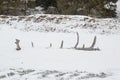 Abstract figure tree snag on the winter shore