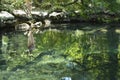 Abstract figure of a woman standing on the shore of the pond, reflected on the surface of the water, the reflection of trees, Royalty Free Stock Photo