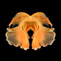 Abstract fine art fish tail free form of Betta fish Royalty Free Stock Photo