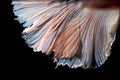 Abstract fine art of moving fish tail of Betta fish