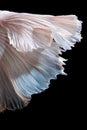 Abstract fine art of moving fish tail of Betta fish