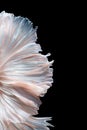 Abstract fine art of moving fish tail of Betta fish Royalty Free Stock Photo