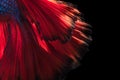 Abstract fine art of moving fish tail of Betta fish