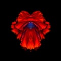 Abstract fine art of moving fish tail of Betta fish Royalty Free Stock Photo