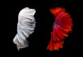 Abstract fine art of moving fish tail of Betta fish Royalty Free Stock Photo