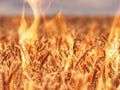 Abstract fire and flames in golden Ear of wheat in a field Royalty Free Stock Photo