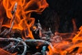 Abstract flame background: fire burning brushwood Royalty Free Stock Photo