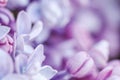 Abstract floral background, blooming branch, purple terry Lilac flower petals Royalty Free Stock Photo