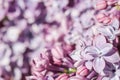 Abstract floral background, blooming branch, purple terry Lilac flower petals Royalty Free Stock Photo