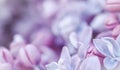 Abstract floral background, blooming branch, purple terry Lilac flower petals Royalty Free Stock Photo