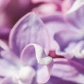 Abstract floral background, blooming branch, purple terry Lilac flower petals Royalty Free Stock Photo