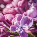 Abstract floral background, blooming branch, purple terry Lilac flower petals Royalty Free Stock Photo