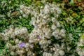 Abstract floral background with dry faded Lactuca tatarica seeds. A wild weed with white-brown dandelion inflorescences and green