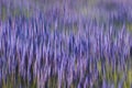 Abstract floral background of lavender flowers in bloom. Royalty Free Stock Photo