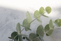 abstract floral background, light background with eucalyptus leaves, blurred texture with selective focus, horizontal background