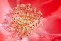 Beautiful vivid macro of rose pistil and stame Royalty Free Stock Photo