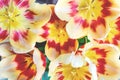 Abstract floral background macro delicate flowers red and white or yellow tulip. Royalty Free Stock Photo