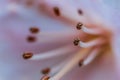 Abstract floral background with macro flower stamens. Beautiful Macro of pink flower Royalty Free Stock Photo