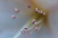 Abstract floral background with macro flower stamens. Beautiful Macro of pink flower Royalty Free Stock Photo