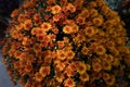 Abstract floral background of the orange chrysanthemum bush-out of focus Royalty Free Stock Photo