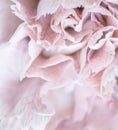 Abstract floral background, pale pink carnation flower petals. Macro flowers backdrop for holiday brand design Royalty Free Stock Photo