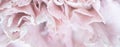 Abstract floral background, pale pink carnation flower petals. Macro flowers backdrop for holiday brand design Royalty Free Stock Photo