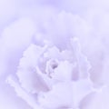 Abstract floral background, pale violet carnation flower. Macro flowers backdrop for holiday brand design Royalty Free Stock Photo