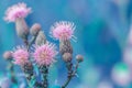 Abstract floral background, photo with a shallow depth of field. The image of the Flower of the burdock, tinted photo Royalty Free Stock Photo