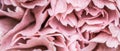 Abstract floral background, pink carnation flower petals. Macro flowers backdrop for holiday brand design Royalty Free Stock Photo