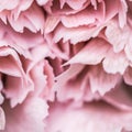 Abstract floral background, pink carnation flower petals. Macro flowers backdrop for holiday brand design Royalty Free Stock Photo