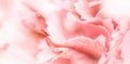 Abstract floral background, pink carnation flower petals. Macro flowers backdrop for holiday brand design Royalty Free Stock Photo